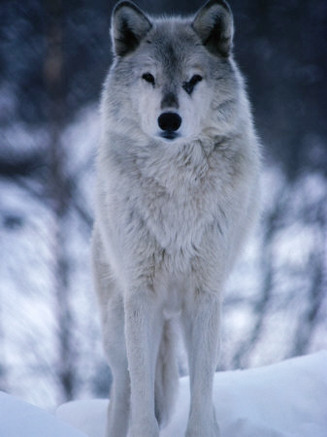 Grey or Timber Wolf (Canis Lupus) in the Alaskan Snow, Alaska, USA