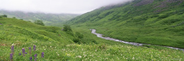 Stream Flowing in a Valley, Archangel Valley, Alaska, USA