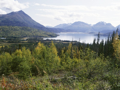 Northern Coniferous Forest Around Lake Skilak on the Kenai Peninsula, Alaska, USA