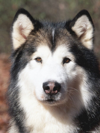 Alaskan Malamute Dog Portrait, Illinois, USA