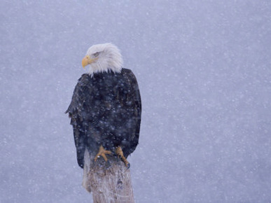 American Bald Eagle in Snow, Alaska