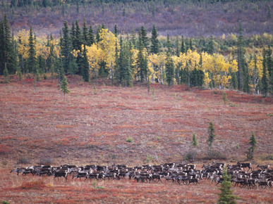 Reindeer Migration Across Tundra, Kobuk Valley National Park, Alaska, USA, North America