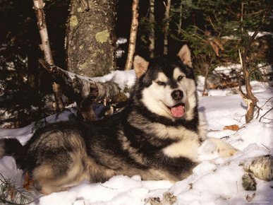 Alaskan Malamute Dog in Woodland, USA
