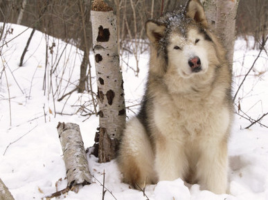 Alaskan Malamute Dog, USA