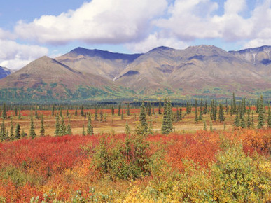 Tundra Landscape in Autumn, Denali National Park, Alaska USA