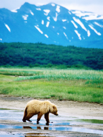 Yearling Brown Bear Cub in Habitat, Hallo Bay, Alaska