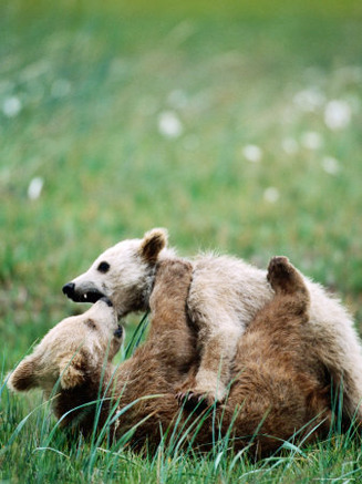 Brown Bear Spring Cubs Playing in Field, Hallo Bay, Alaska