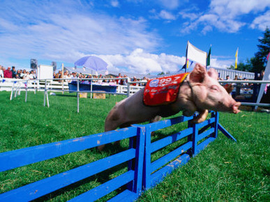 All Alaskan Racing Pig Jumping Fence in Race at Alaska State Fair, Palmer, Alaska