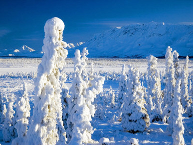 Frozen Spruce Forest, Chugach Mountains, Chugach National Forest, Alaska