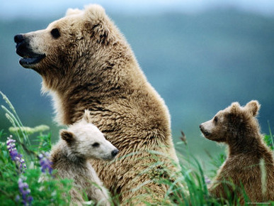 Brown Bear Mother and Spring Cubs, Hallo Bay, Alaska
