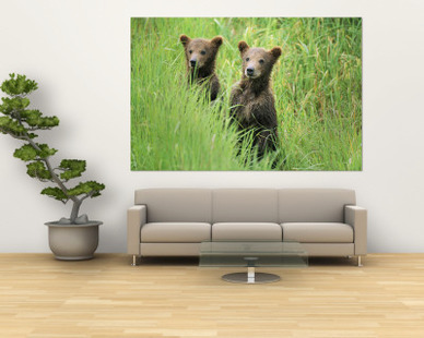 Alaskan Brown Bear Cubs Wait in Long Grass for Their Mother