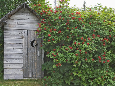 Outhouse Built in 1929 Surrounded by Blooming Elderberrys, Homer, Alaska, USA