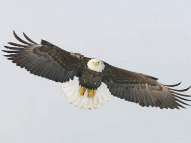 Bald Eagle Flying with Full Wingspread, Homer, Alaska, USA