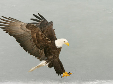 Bald Eagle in Landing Posture, Homer, Alaska, USA