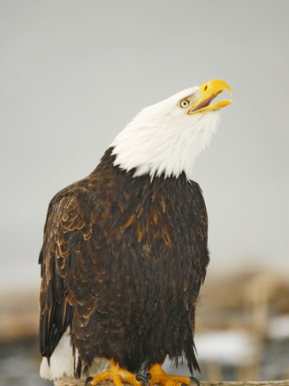 Bald Eagle Sitting on Log Calling, Homer, Alaska, USA