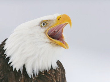 Bald Eagle Screaming, Homer, Alaska, USA
