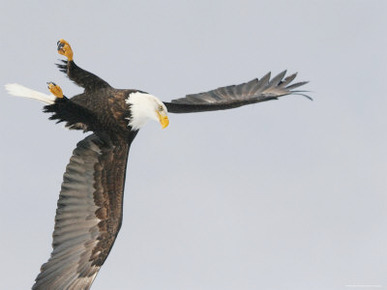 Bald Eagle Dive for Prey, Homer, Alaska, USA