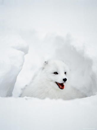 Arctic Fox in Winter Coat, Alaska, USA