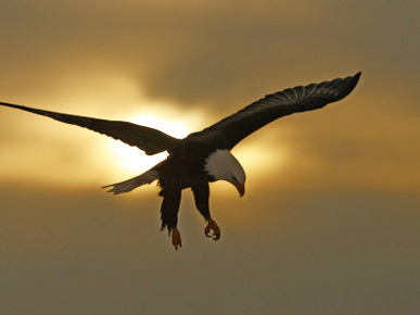 Bald Eagle Preparing to Land Silhouetted by Sun and Clouds, Homer, Alaska, USA