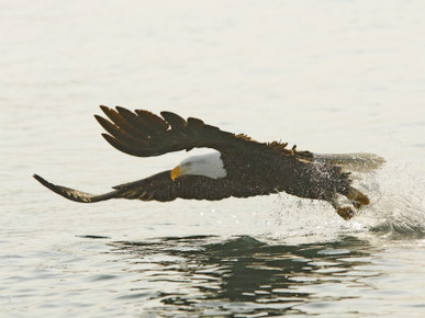Bald Eagle Seeking to Catch a Fish, Homer, Alaska, USA
