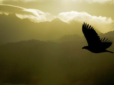 Silhouette of Bald Eagle Flying Against Mountains and Sky, Homer, Alaska, USA