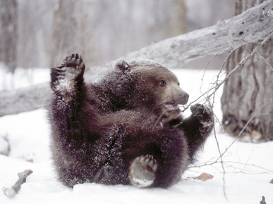 Juvenile Grizzly Plays with Tree Branch in Winter, Alaska, USA