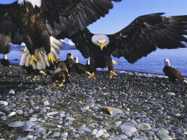 Bald Eagles (Haliaetus Leucocephalus) in February, Alaska, USA
