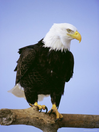 Bald Eagle (Haliaetus Leucocephalus) in February, Alaska, USA