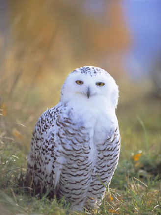Snowy Owl, Alaska, USA