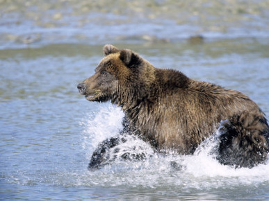 Brown Bear, (Ursus Arctos), Lake Clark National Park, Alaska, USA