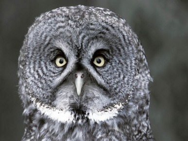 Great Grey Owl Portrait, Alaska, USA