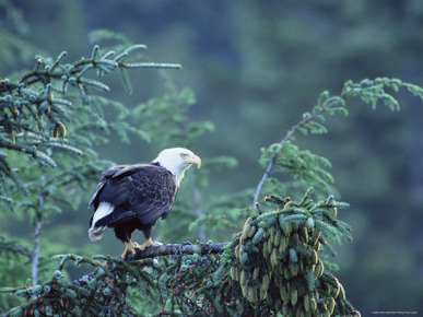 Bald Eagle (Haliaeetus Leucocephalus), Cordova, Alaska, United States of America, North America