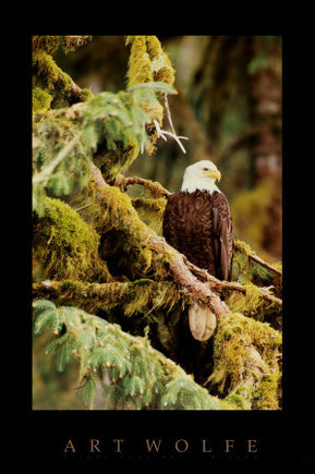 Silent Sentinel Alaska