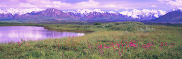 Denali National Park, Alaska, USA