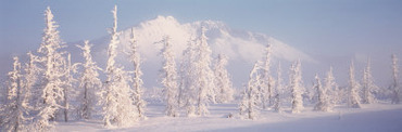 Snow Covered Landscape, Hoarfrost on Trees, Chugach Mountains, Alaska, USA