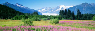 Fireweed, Mendenhall Glacier, Juneau, Alaska, USA