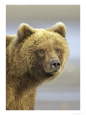 Grizzly Bear, Close up Portrait of Adult, Alaska