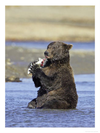 Grizzly Bear, Adult Female Feeding on Salmon, Alaska