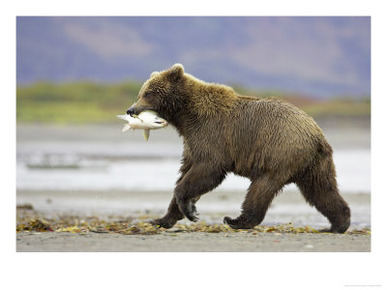 Grizzly Bear, Adult Female Carrying Salmon, Alaska