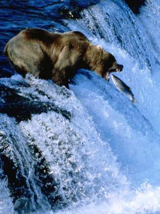 Brown Bear (Grizzly) Fishing at Waterfall, Alaska, USA