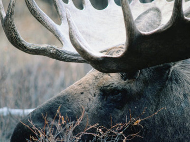 Bull Moose, Denali National Park & Preserve, Alaska, USA