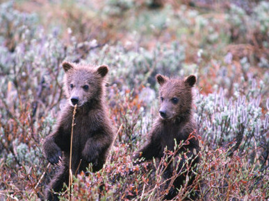 Two Grizzly Cubs (Ursus Arctos), Denali National Park & Preserve, Alaska, USA