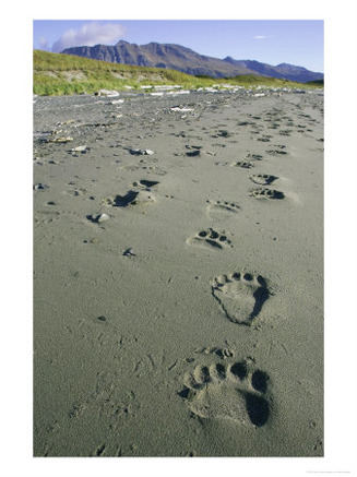 Grizzly Bear, Footprints in Wet Sand, Alaska