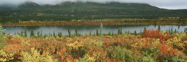 Trees along a Lake, Broad Pass, Alaska, USA