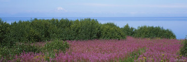 Plants in a Field, Homer, Alaska, USA