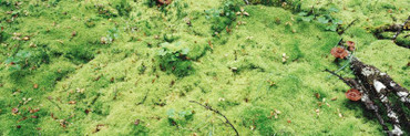 Moss and Mushrooms, Katmai National Park, Alaska, USA