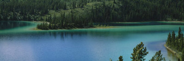 Pine Trees along a Lake, Emerald Lake, Alaska, USA