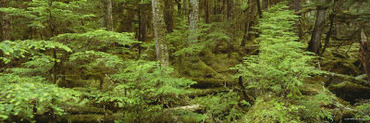 Moss Covered Trees in the Forest, Tongass National Forest, Alaska, USA