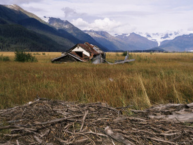 Disused Trapper's Hut and the Grassland, Forest and Glacier of Fort Richardson Park, Alaska, USA