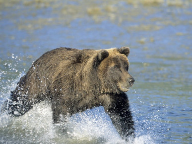 Coastal Brown Bear, Ursus Arctos, Lake Clark National Park, Alaska, USA